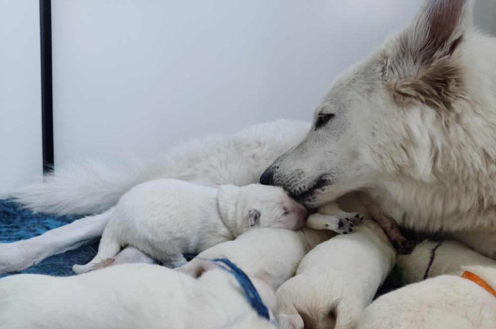 Zwitserse Witte Herdershond teef en reu
