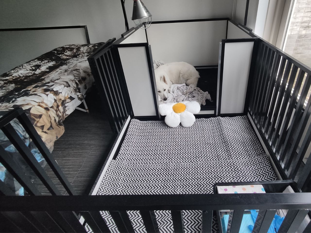 Zwitserse Witte Herder wachtend in werpkist tot pups geboren worden