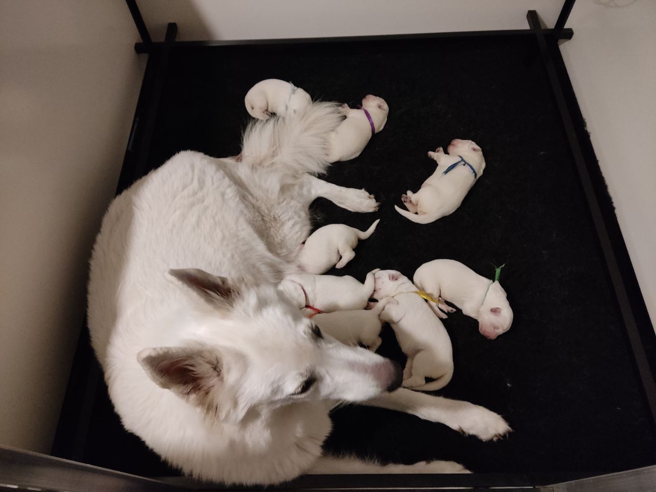 Zwitserse Witte Herder pups 6 dagen oud