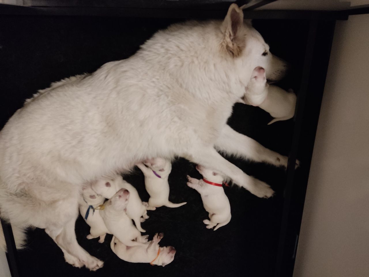 Zwitserse Witte Herder pups 7 dagen oud