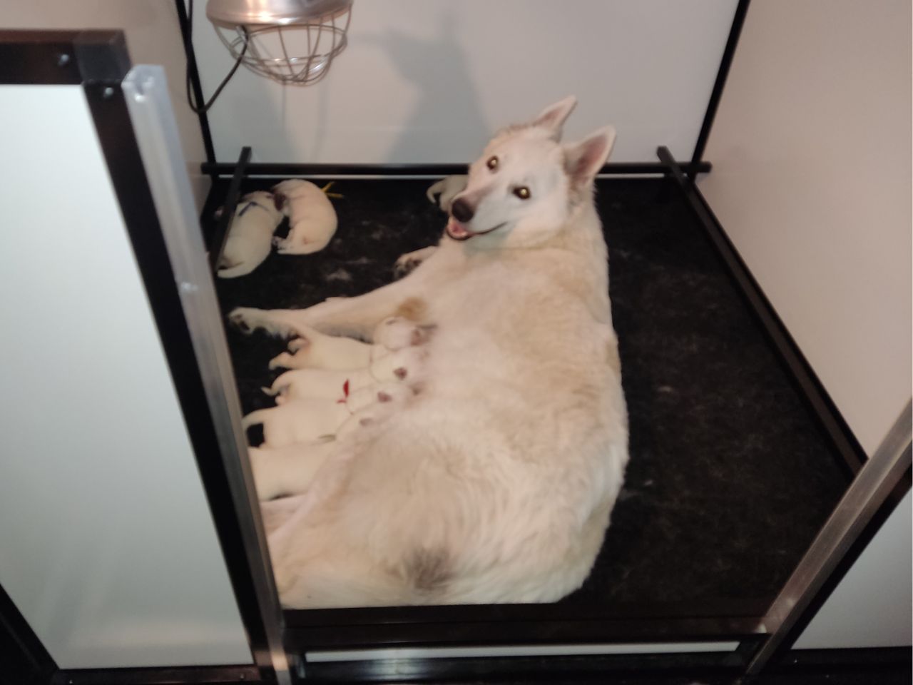 Zwitserse Witte Herder pups 8 dagen oud