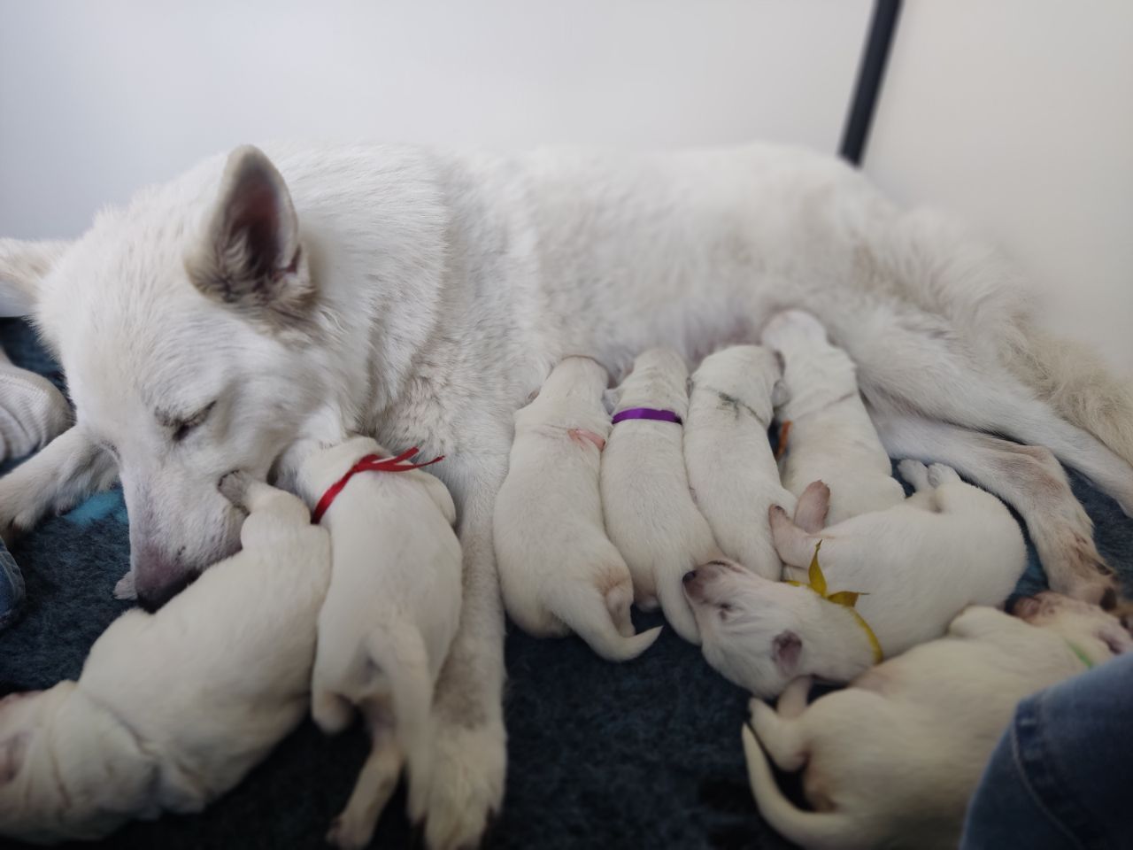 Zwitserse Witte Herder pups 11 dagen oud