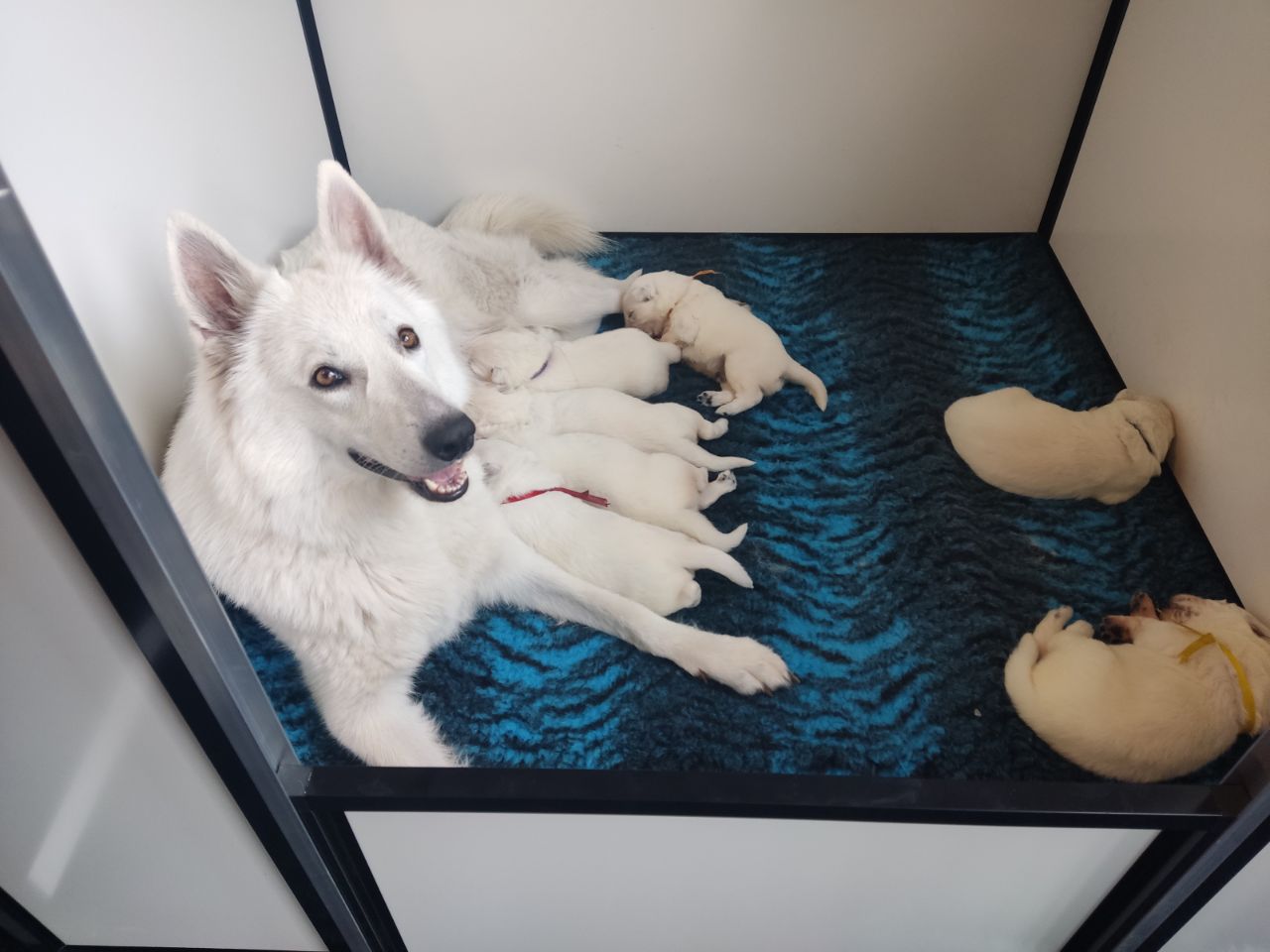 Zwitserse Witte Herder pups 15 dagen oud