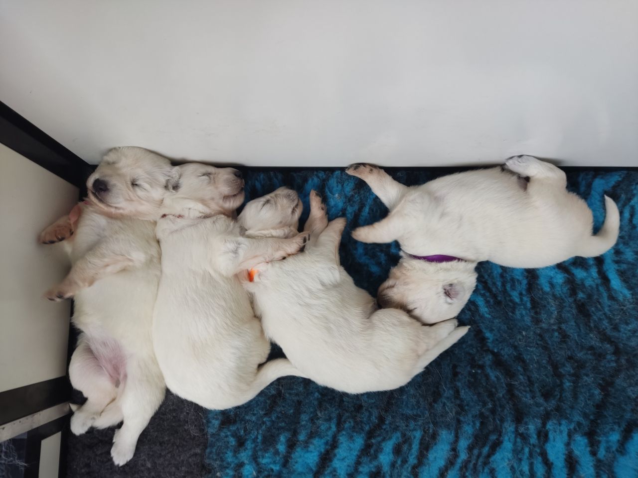 Zwitserse Witte Herder pups 16 dagen oud