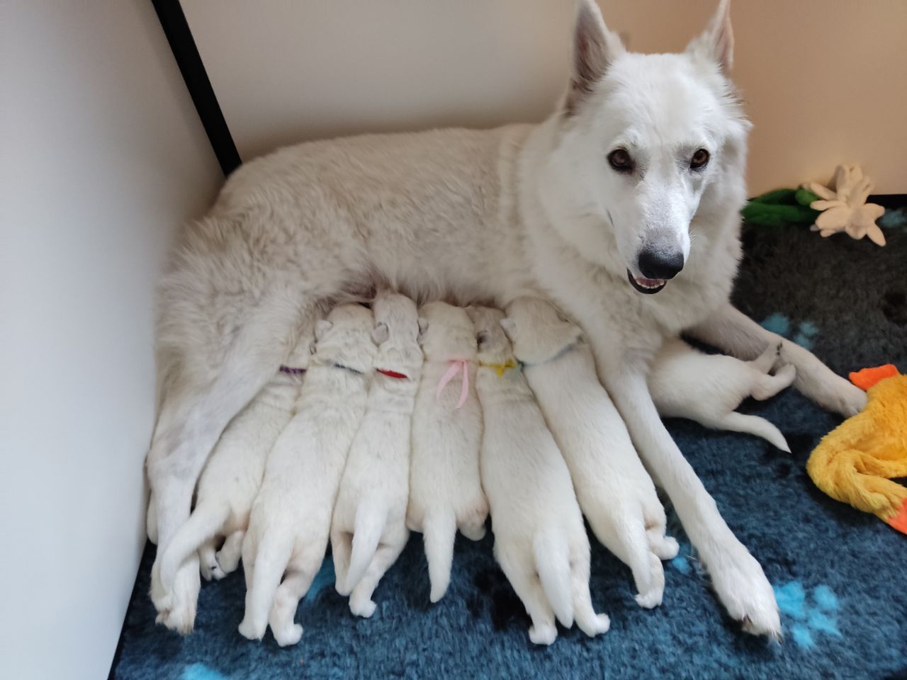 Zwitserse Witte Herder pups 17 dagen oud