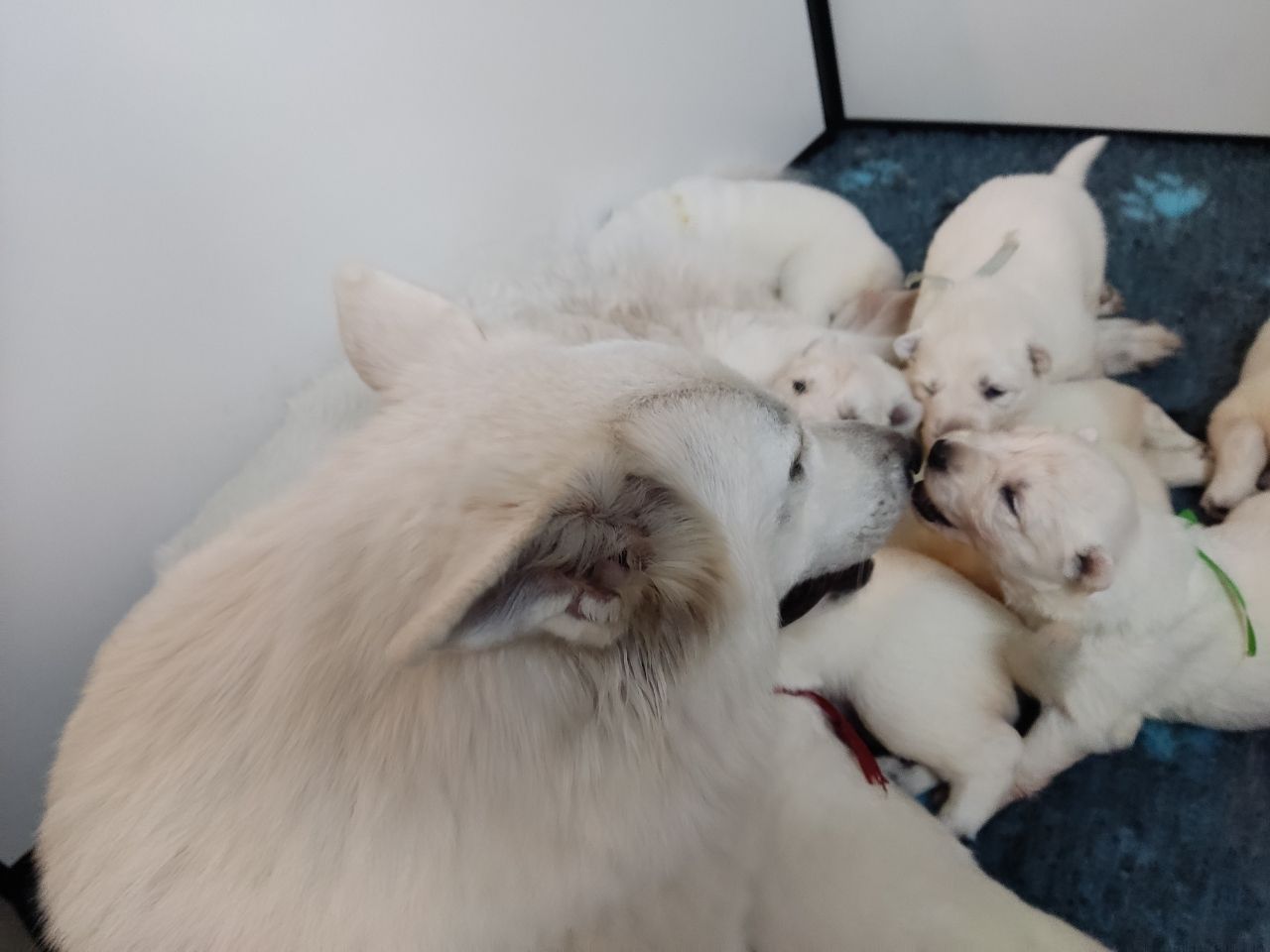 Zwitserse Witte Herder pups 18 dagen oud