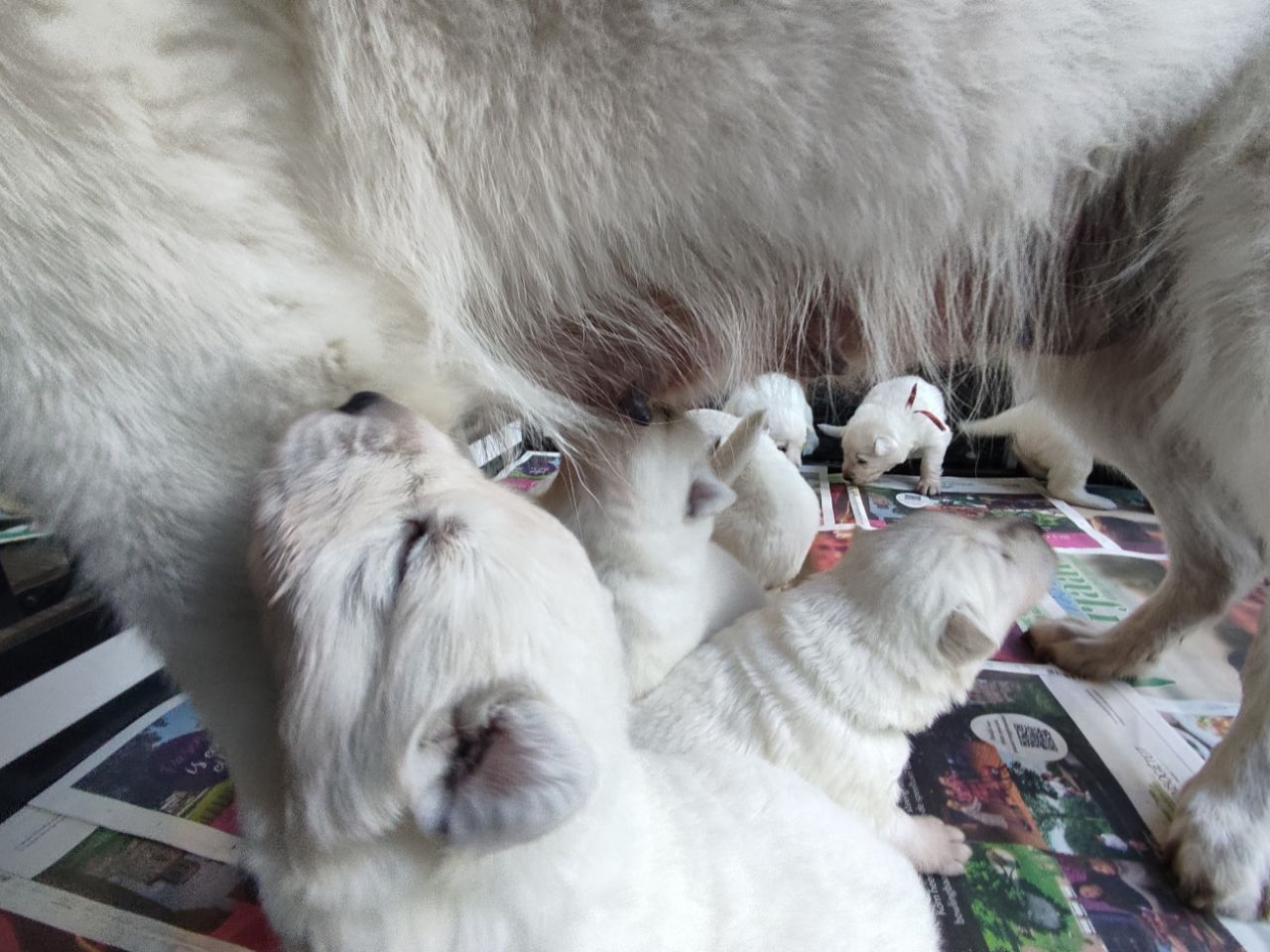 Zwitserse Witte Herder pups 20 dagen oud
