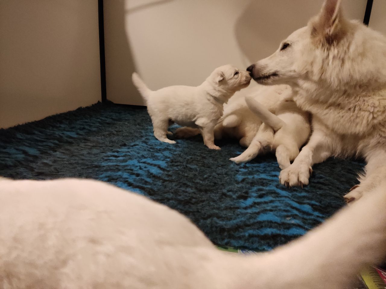 Zwitserse Witte Herder pups 21 dagen oud