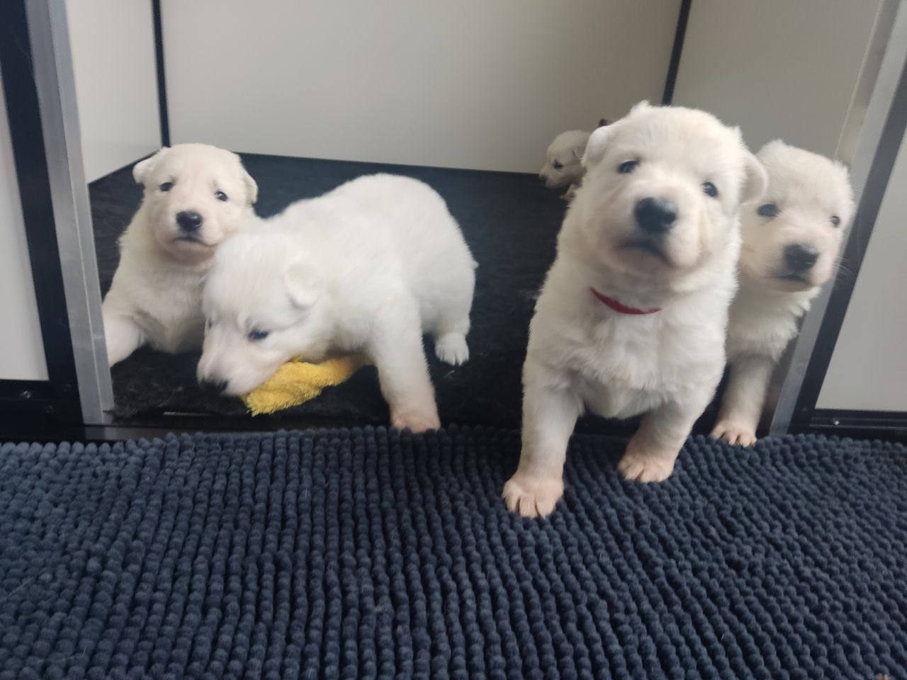 Zwitserse Witte Herder pups 25 dagen oud