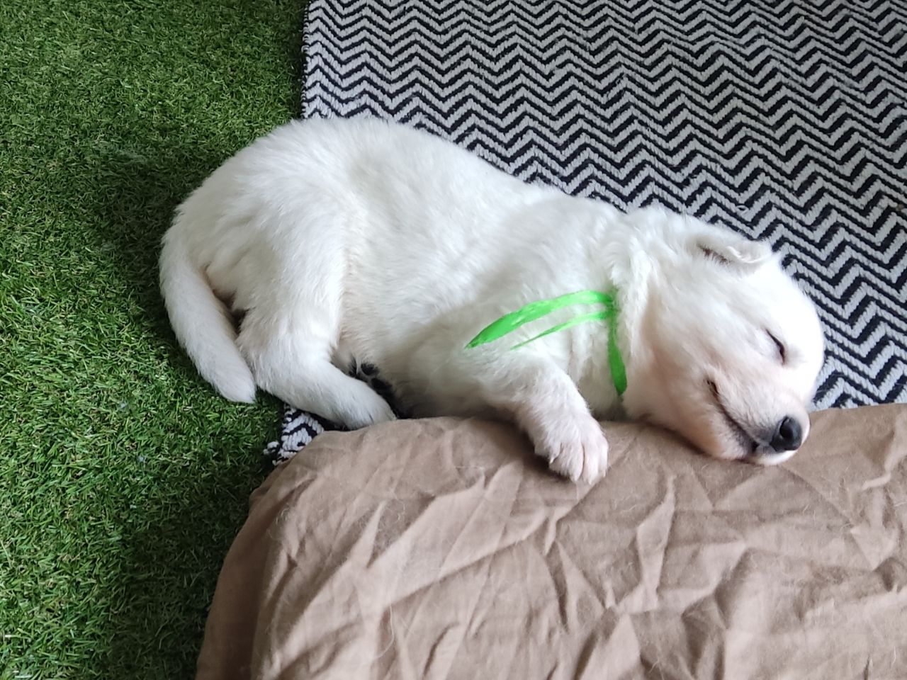 Zwitserse Witte Herder pups 29 dagen oud