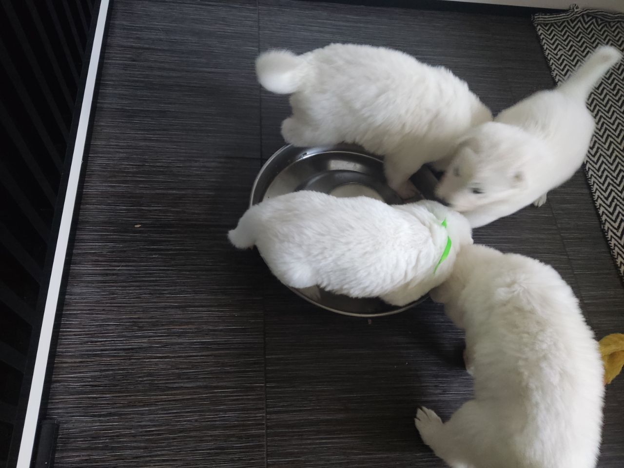 Zwitserse Witte Herder pups 31 dagen oud