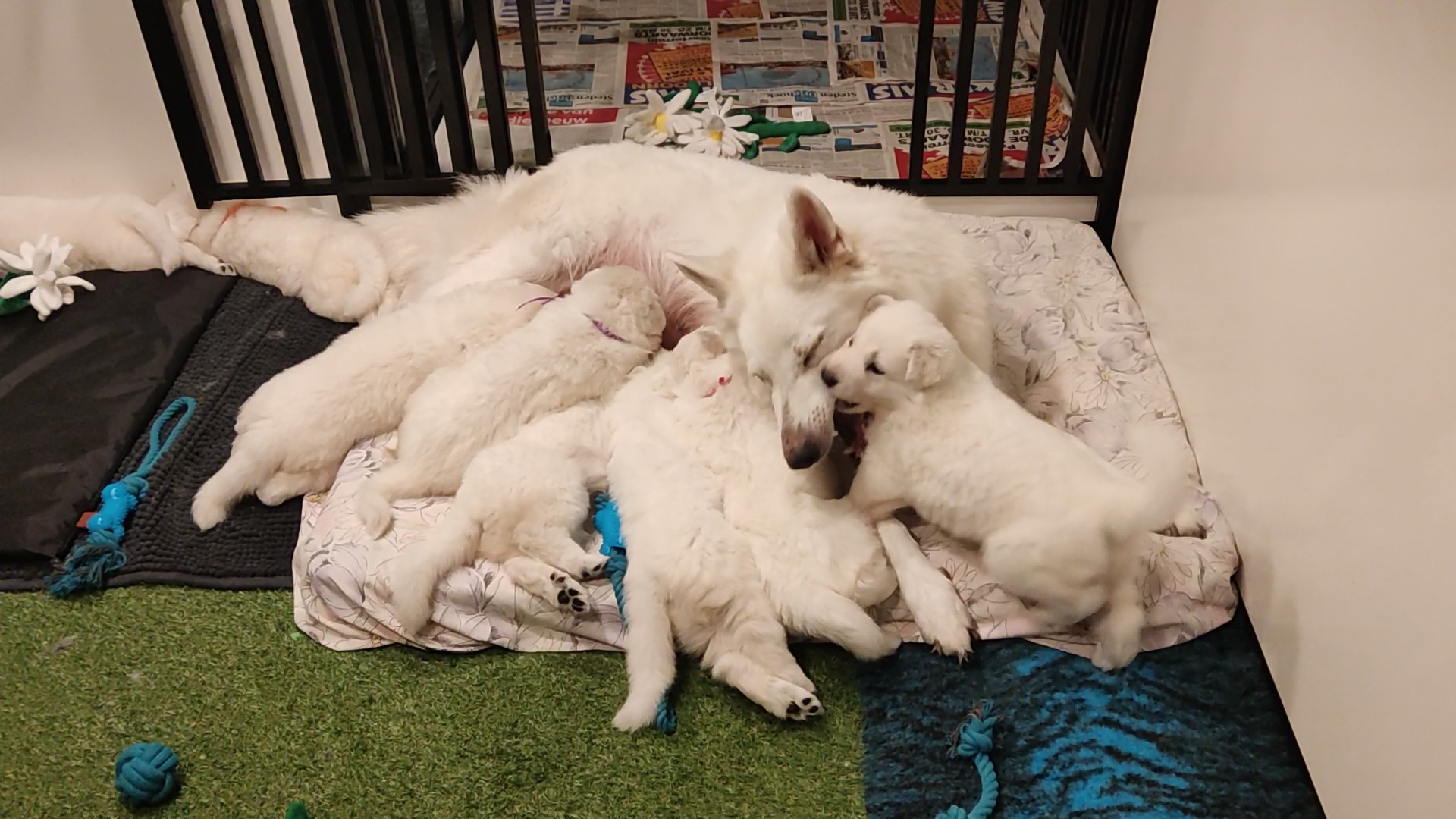 Zwitserse Witte Herder pups 32 dagen oud