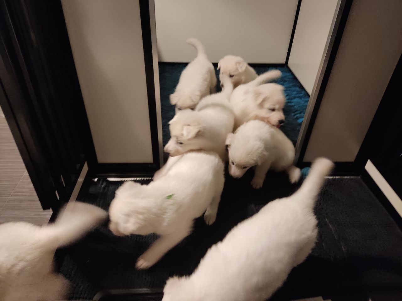 Zwitserse Witte Herder pups 41 dagen oud