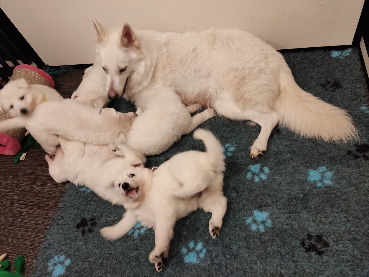 Zwitserse Witte Herder pups 42 dagen oud