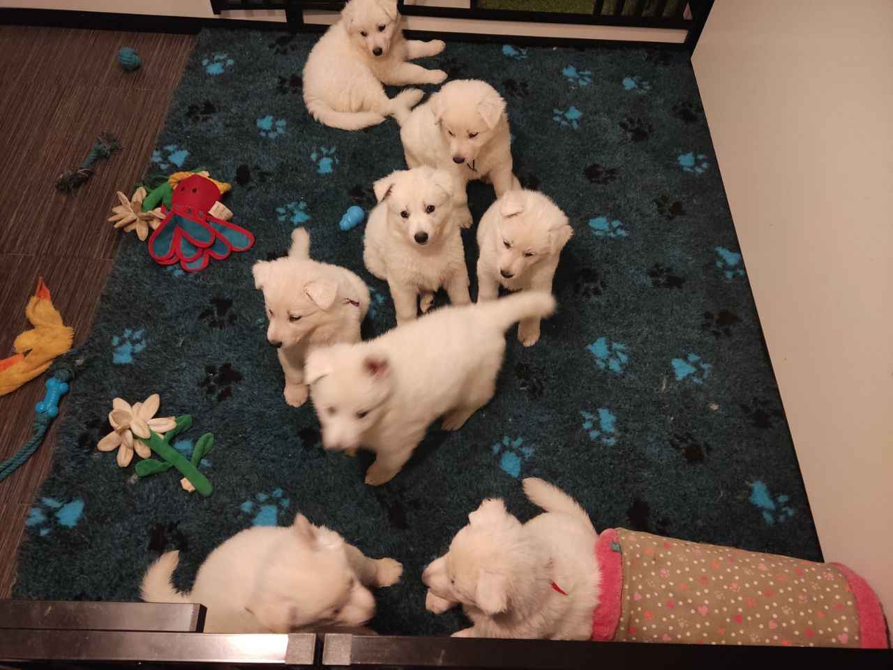 Zwitserse Witte Herder pups 43 dagen oud