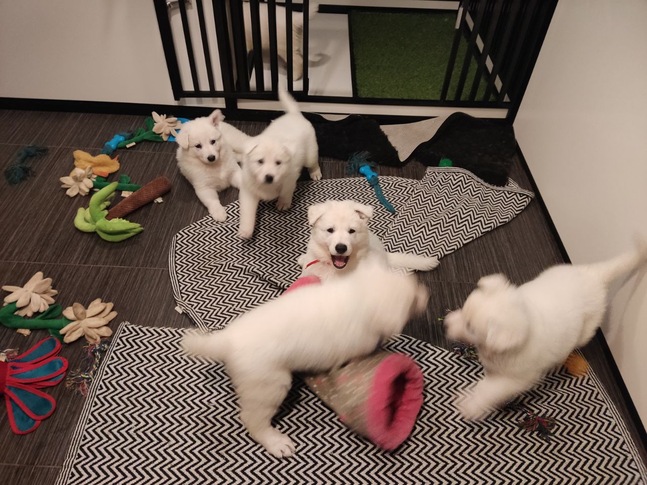 Zwitserse Witte Herder pups 45 dagen oud