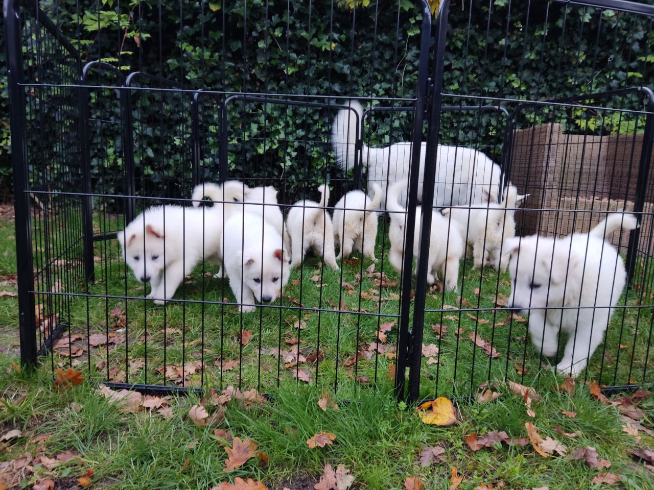 Zwitserse Witte Herder pups 48 dagen oud
