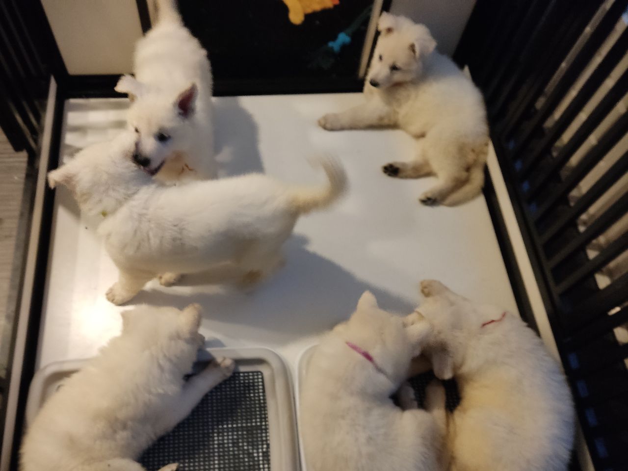 Zwitserse Witte Herder pups 50 dagen oud