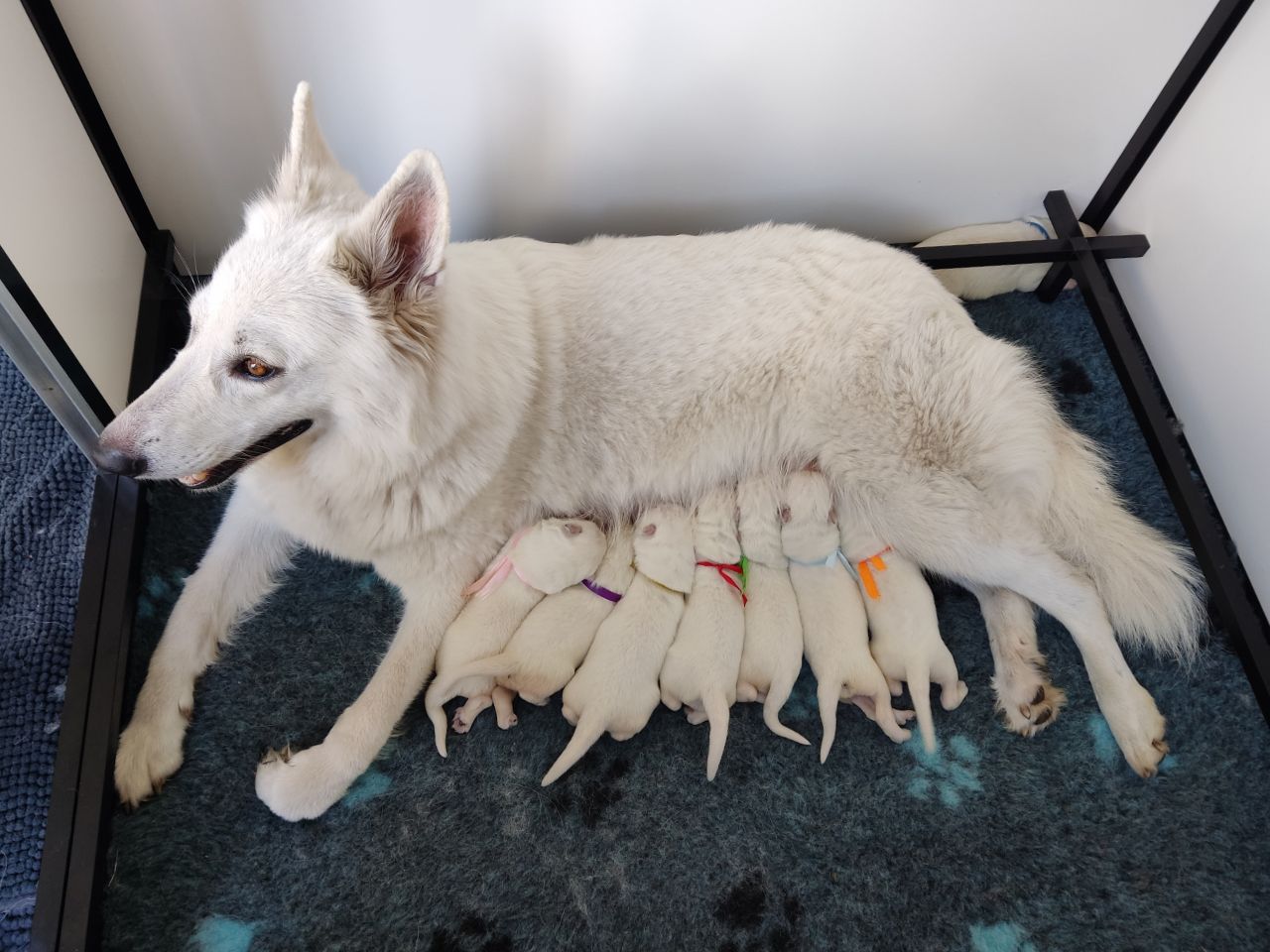 Zwitserse Witte Herder moederhond met 7 drinkende pasgeboren pups en 1 die ligt uit te buiken