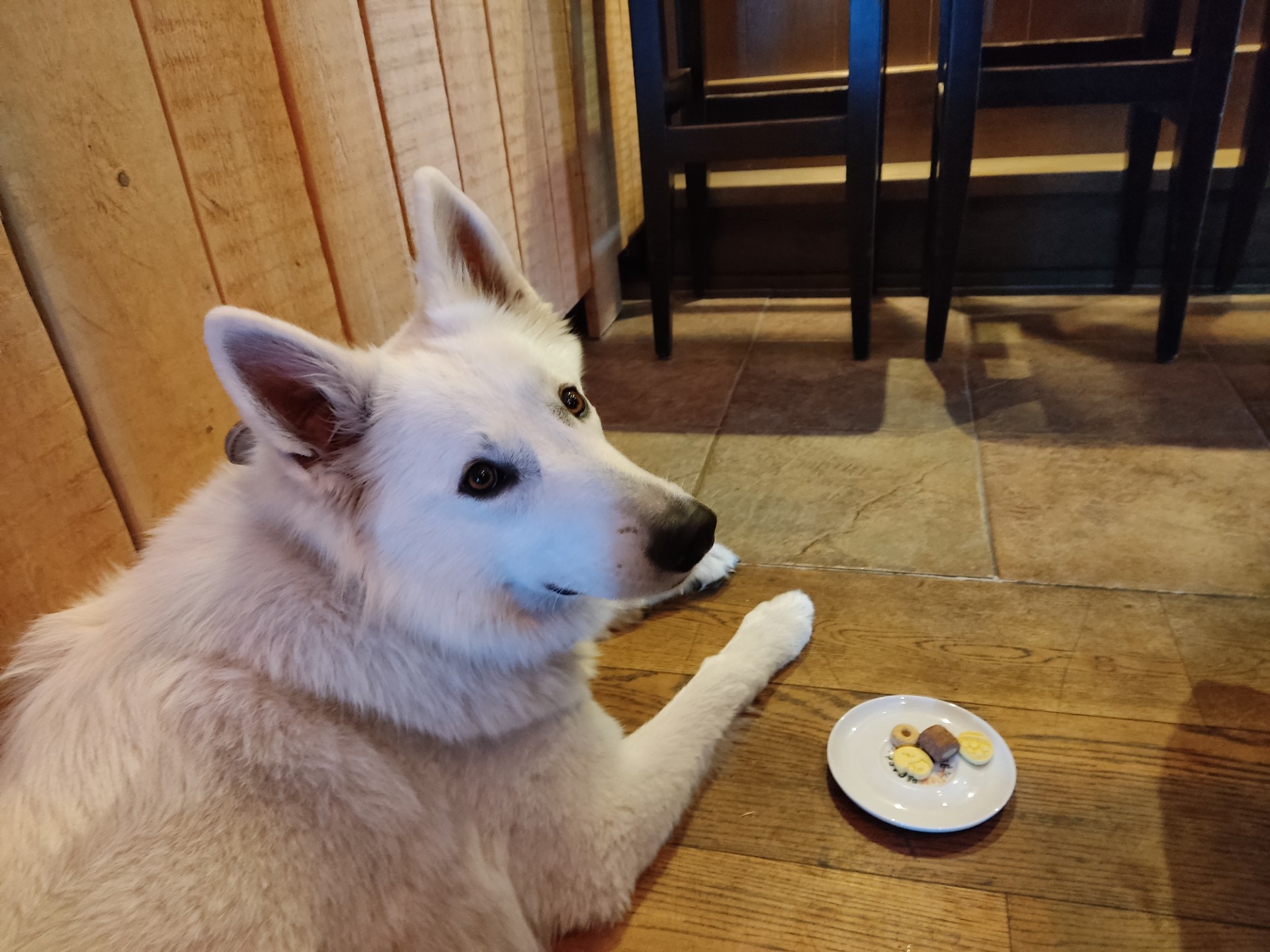 Zwitserse Witte Herder liggend in een restaurant naast een schoteltje met snacks waar hij vanaf blijft.