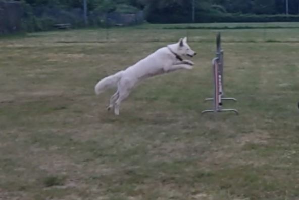 Zwitserse Witte Herdershond die over horde springt tijdens Agility (Behendigheidstraining).
