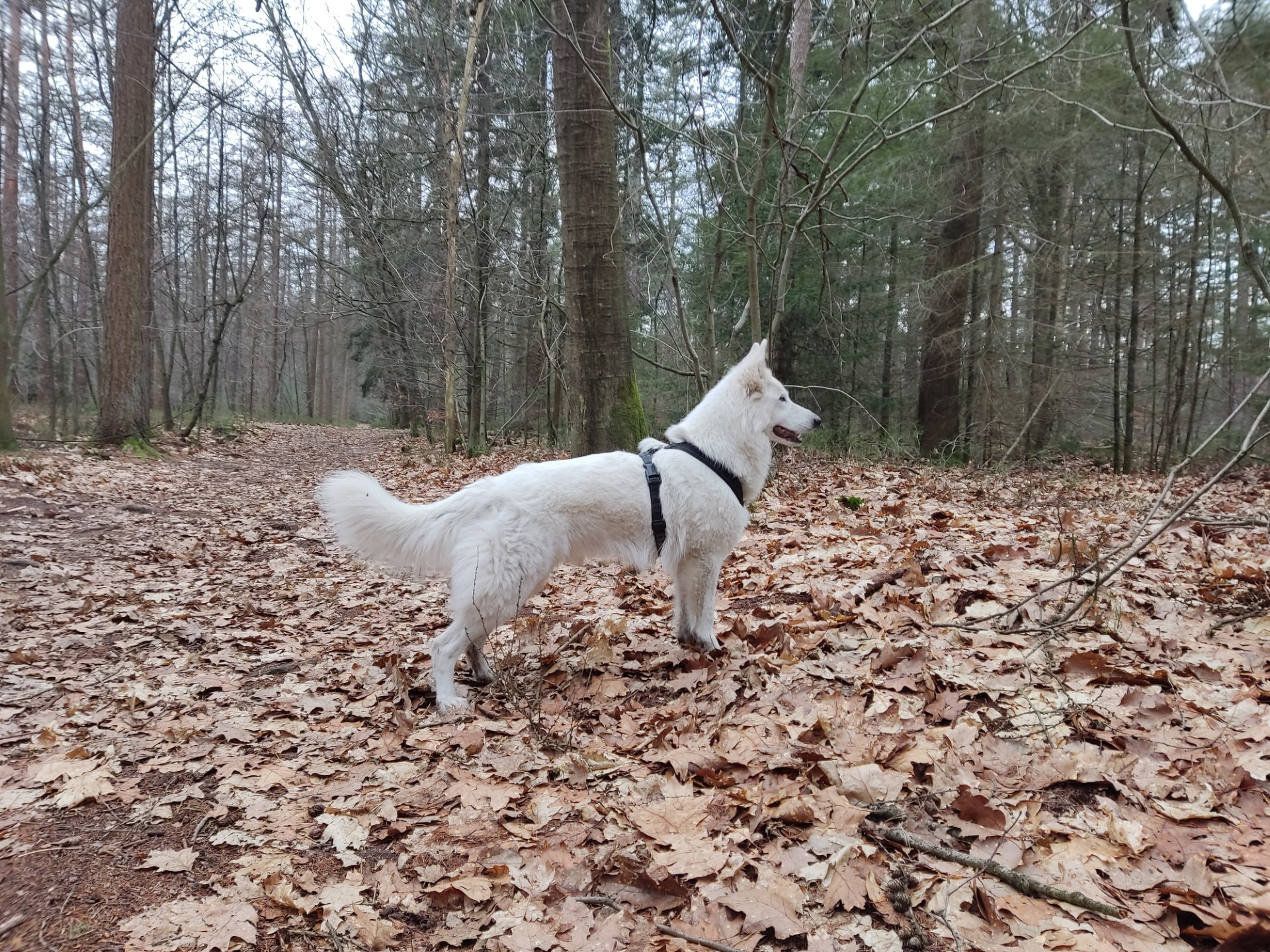 Zwitserse Witte Herdershond in alerte stand in de herfst in bos met veel bladeren op de grond ter aanduiding dat de nestverwachting in de herfst is.