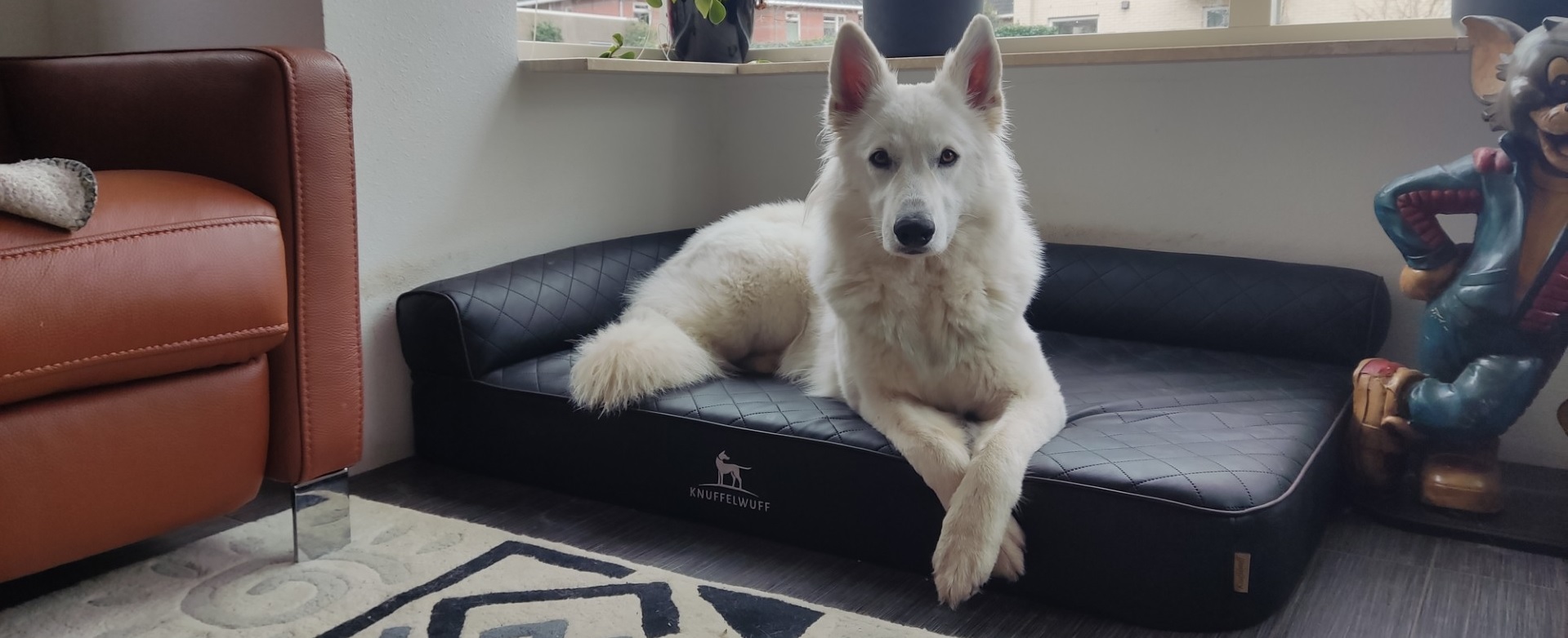 Zwitserse Witte Herdershond liggend op een hondenbed, serieus de camera inkijkend.